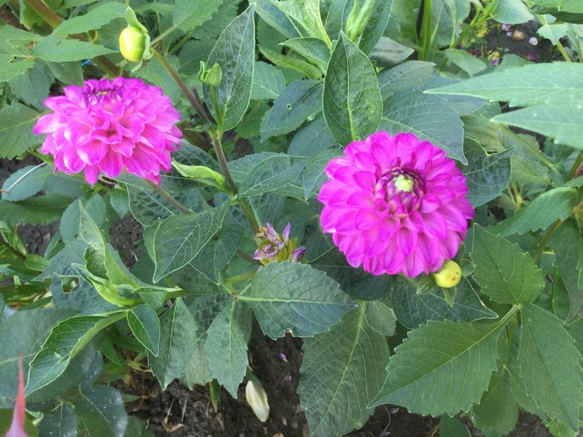 38627B16-CAE9-4C5B-9DF6-0BEC93586F1B - Flori 2021