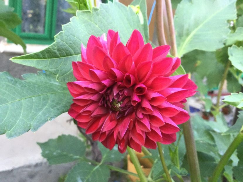 EBBE0C13-B4E2-4E00-98DC-D822A0D1864D - Flori 2021