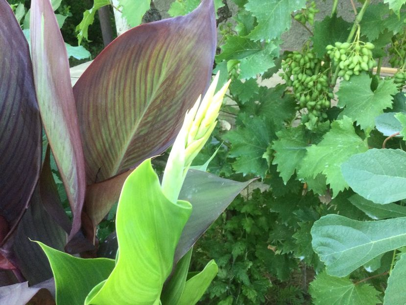 BD9C5586-EADE-4F28-8183-B669E8296F19 - Flori 2021