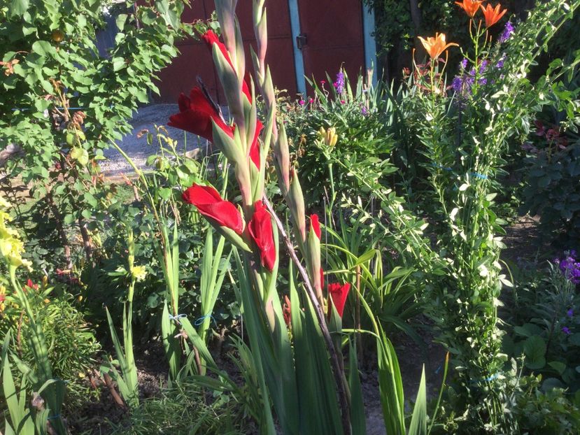 38FD465F-A6A7-4FB9-855F-1657810D0E2E - Flori 2021