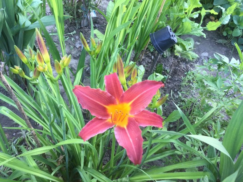 06C99211-2E41-4E4E-82D1-580D557DB987 - Flori 2021