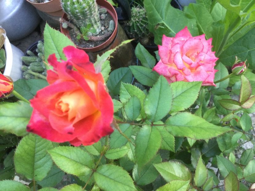 25A2A6B1-E260-4E24-82C2-4618F27CAAFE - Flori 2021