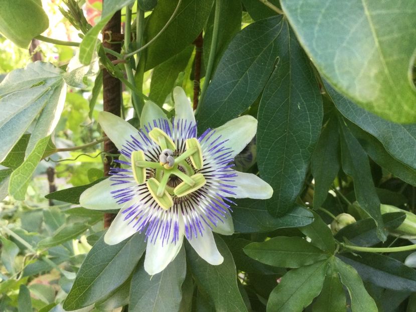 28DB2007-FF75-47E1-AD29-9786BD8E1F2D - Flori 2021