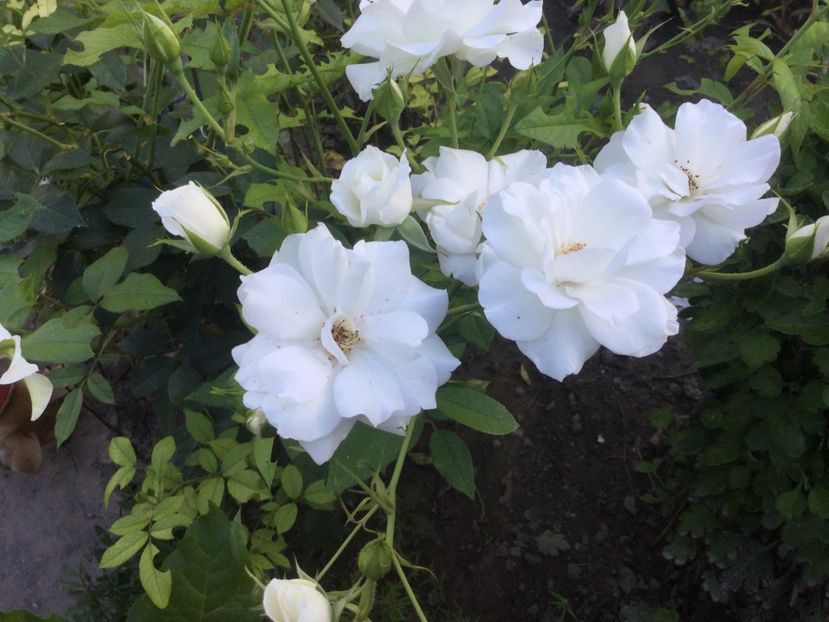 6D5C9A58-3FC8-4A24-B7F1-D4DF0F612C0C - Flori 2021