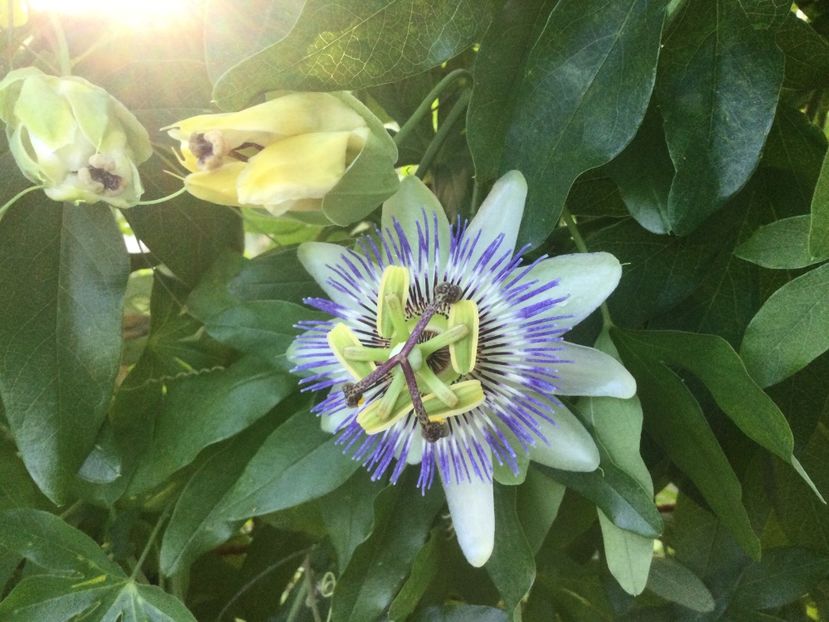 AB60AD43-C851-40FD-8944-FA4C38B09DAF - Flori 2021