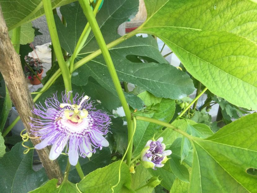 5F58CFEB-4C10-4A5C-8DC9-22E03D02BD78 - Flori 2021