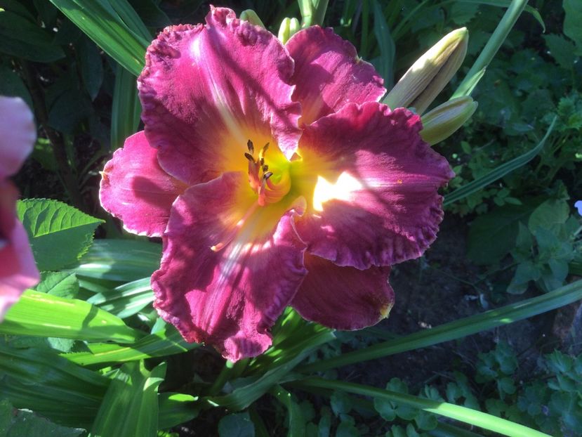 8299E29F-FE9C-4814-89FF-66ADE229EFA3 - Flori 2021