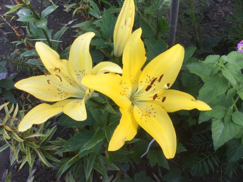 B0C982BF-96C1-4B23-AC8D-99B5790D78E2 - Flori 2021