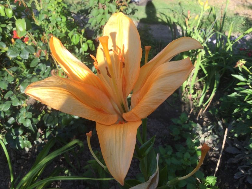 5FBE84A8-435F-44D9-A097-967354C4AFC9 - Flori 2021