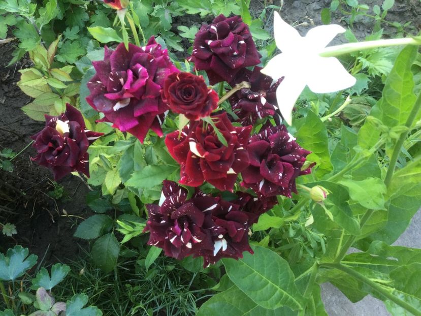 B587E22C-DBBF-40F0-BA10-3E43273F3AEE - Flori 2021