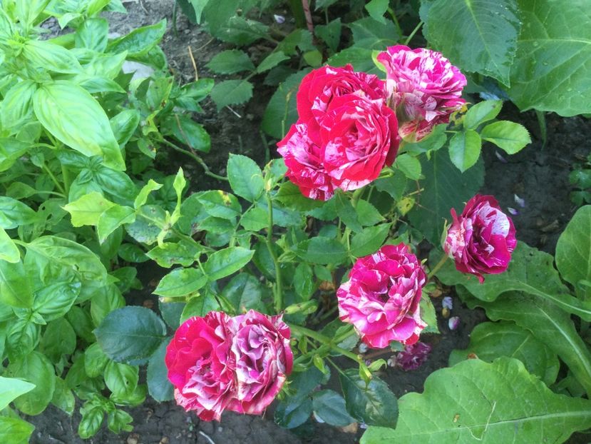 056664D4-A874-444C-88CF-026595D2747F - Flori 2021