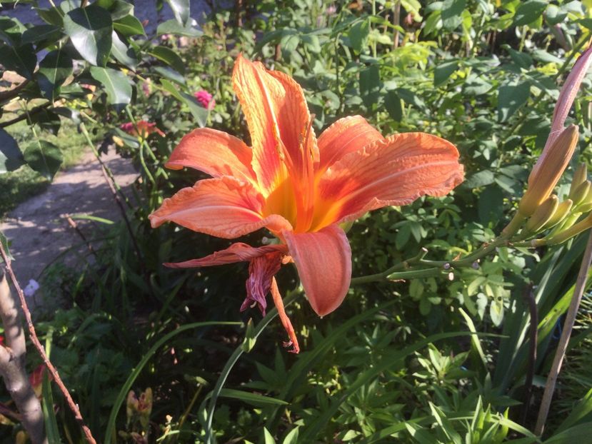 E0ABC21E-8B30-44C6-BA1A-DE129E919E0F - Flori 2021