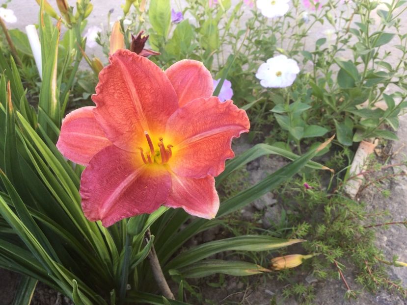 B54F97F1-FFDD-4F8C-8352-434351D1557E - Flori 2021