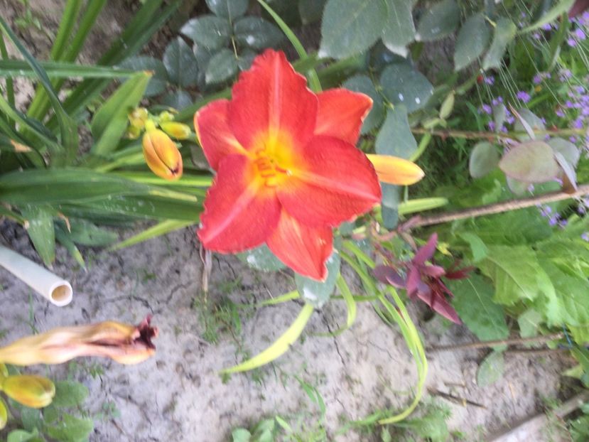 4F70F641-9678-4D34-A892-149D89900EB6 - Flori 2021