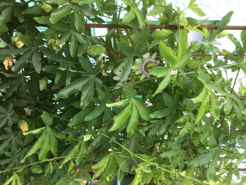 71D2C4AB-C8D6-40D1-98E3-3D9C47D637B2 - Flori 2021