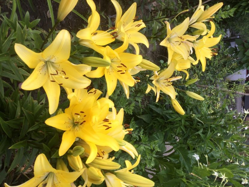 EE50C0A6-201E-487E-9C2B-C6B0BC1CA464 - Flori 2021