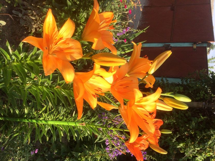 5E5EE8AA-35C5-4A47-BDDD-1E2FE18402A5 - Flori 2021