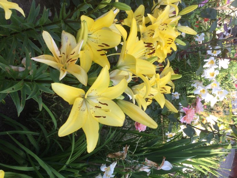 392A4A44-E9CD-4FC9-ACC6-151B84F61AB6 - Flori 2021