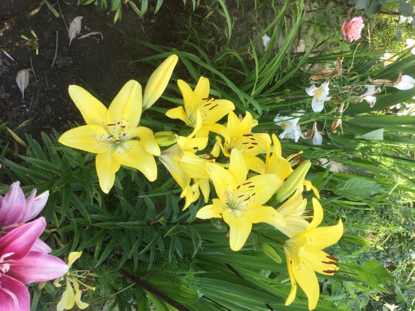 9AD6265D-7248-4402-89C4-769B272A1190 - Flori 2021