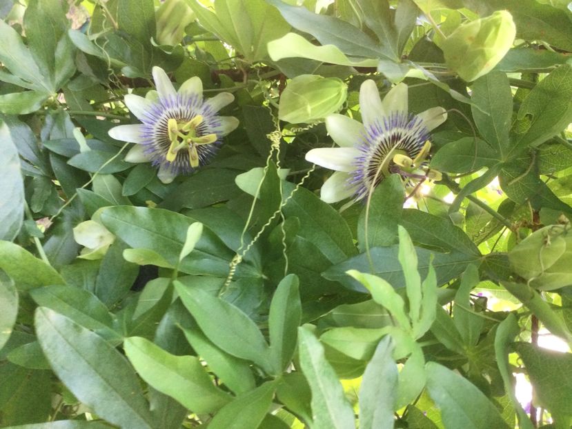 3252C4CD-8E31-4404-A29F-1D351885EC53 - Flori 2021