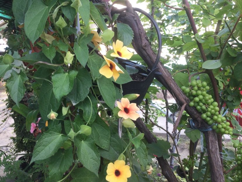 D3DF54EF-4F09-4666-9983-F3836928D2C2 - Flori 2021