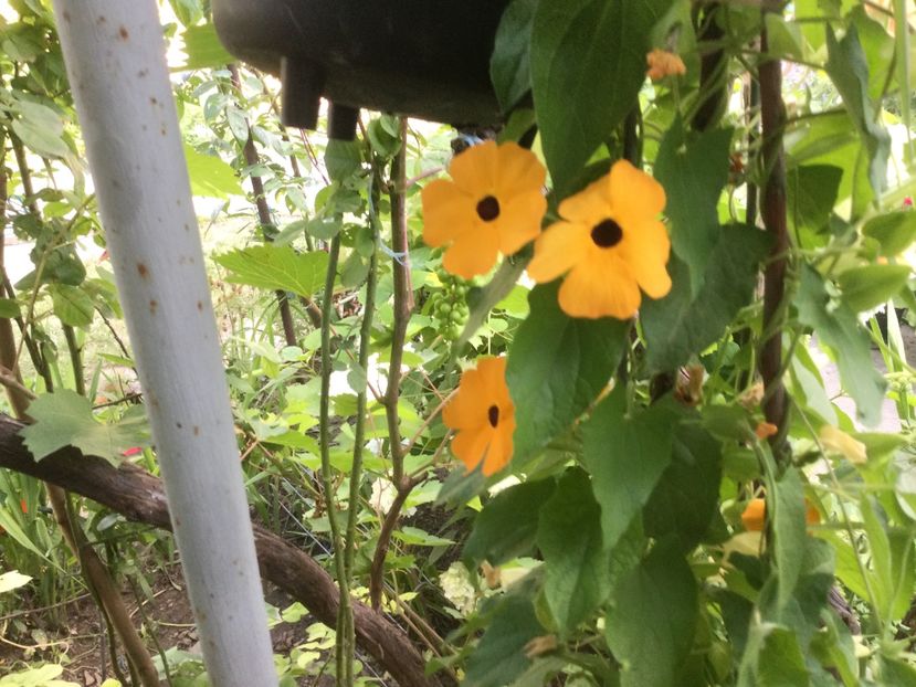 EC8217F1-44B3-4D57-AE6F-EC6AAA12AD06 - Flori 2021