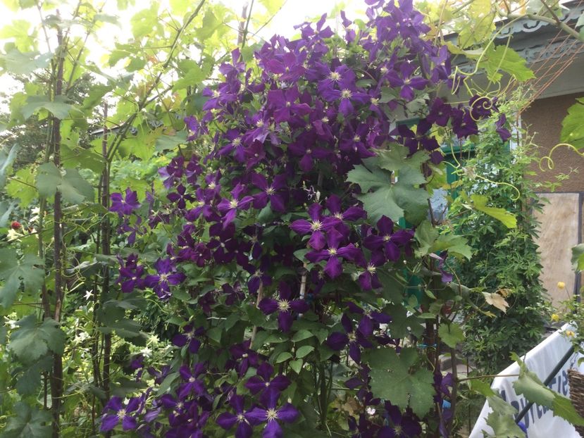 AFEB07F7-1A9D-4FBA-B356-E2E49A9B1DE9 - Flori 2021