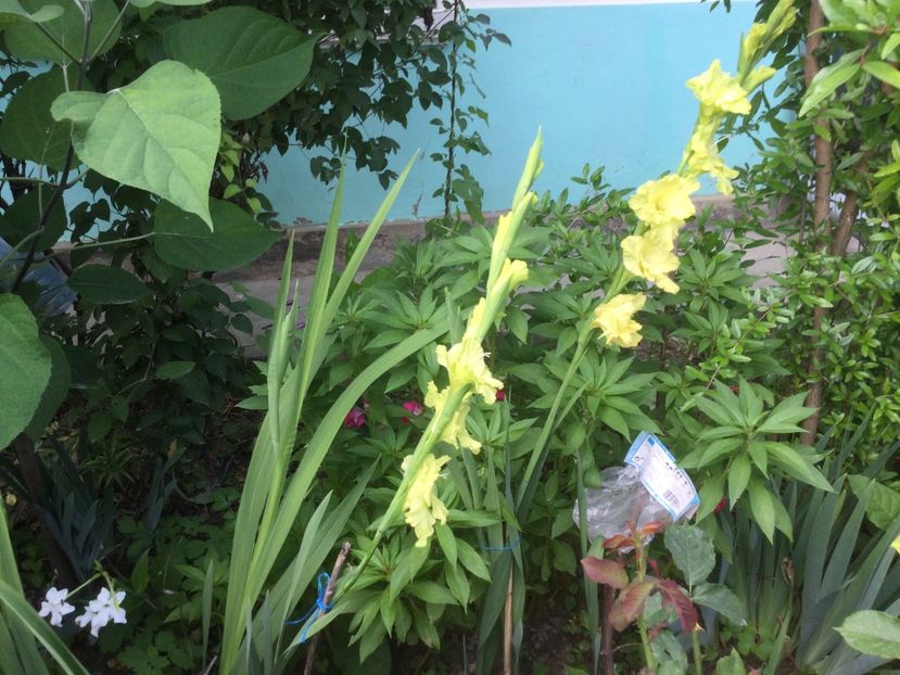 2CCD05AF-F91B-4D37-A346-B52B0BCAD200 - Flori 2021