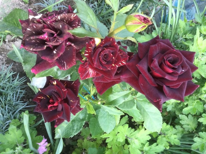 A8A5D0B8-7E44-4CCD-83D7-2E09912CD7D1 - Flori 2021