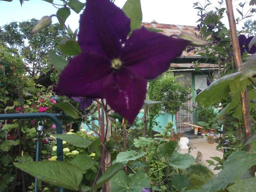 F3B70227-BA4F-43EE-8A1F-87AD9613D77C - Flori 2021