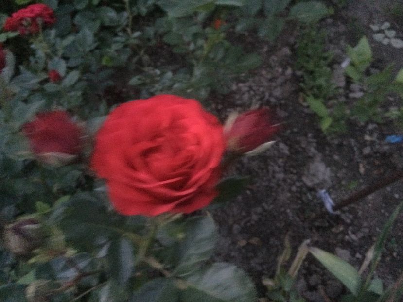 F6B547EB-50B7-44FE-9D3A-E098F1F4C449 - Flori 2021