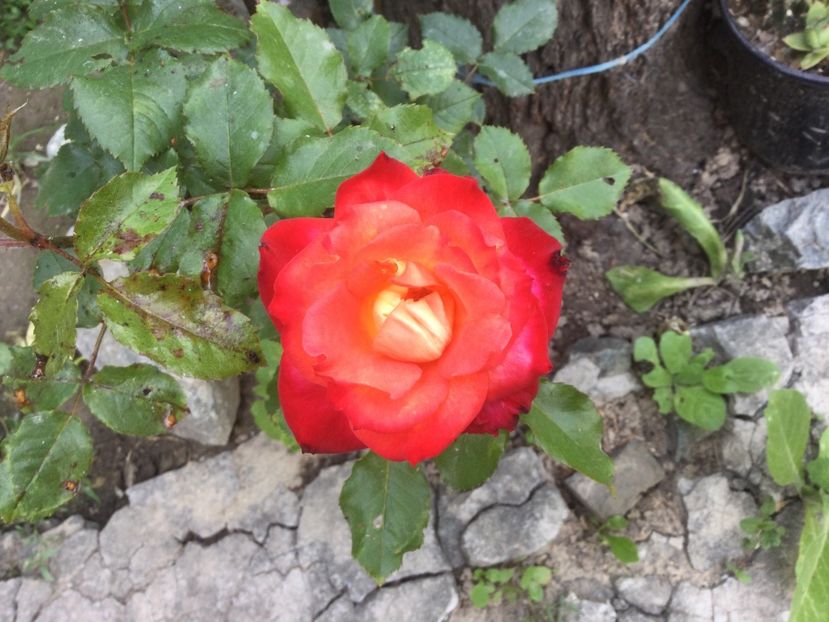 74DD3E32-1D7A-4D23-B146-14E5B883FB80 - Flori 2021