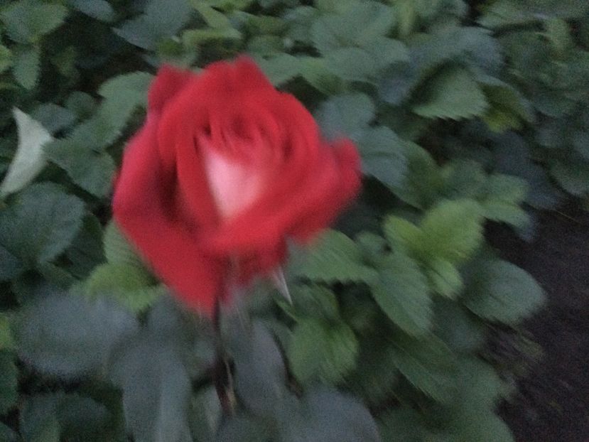 2672BE62-B619-44B3-84CF-67E96B440DCD - Flori 2021