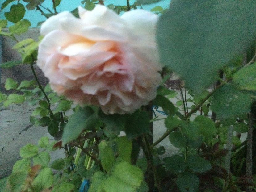 A26CBB1D-6E13-4E5C-92C0-7CF58075D1CC - Flori 2021