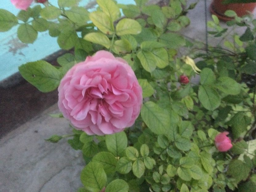 EEB749A8-BF2D-4F0B-9683-487808DD9D2B - Flori 2021