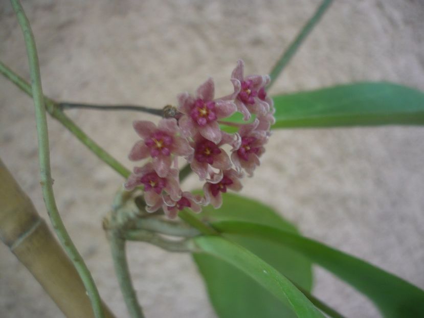 P1490352 - HOYA 2021-1