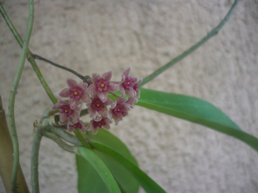 P1490353 - HOYA 2021-1