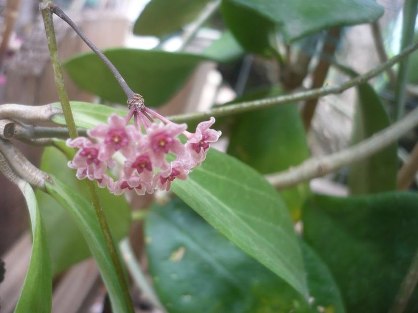P1490358 - HOYA 2021-1