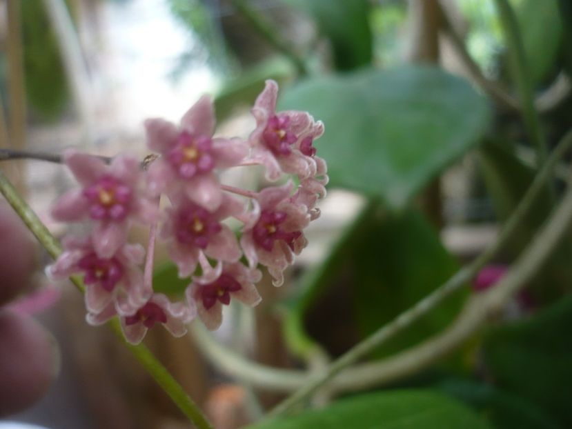 P1490359 - HOYA 2021-1