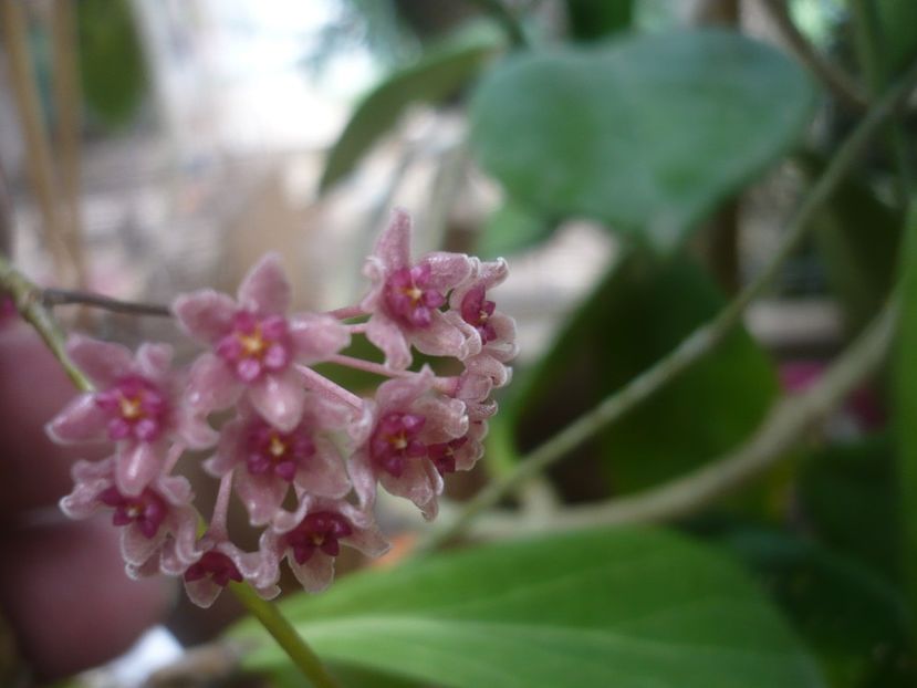 P1490360 - HOYA 2021-1