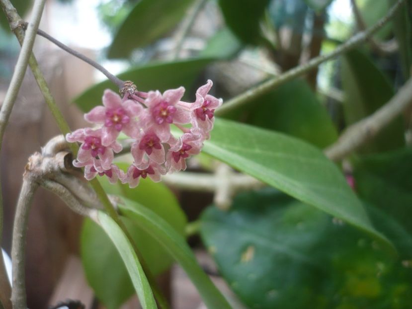 P1490361 - HOYA 2021-1