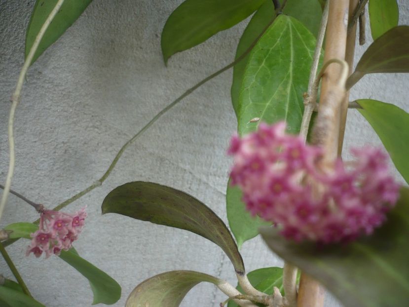 P1490363 - HOYA 2021-1