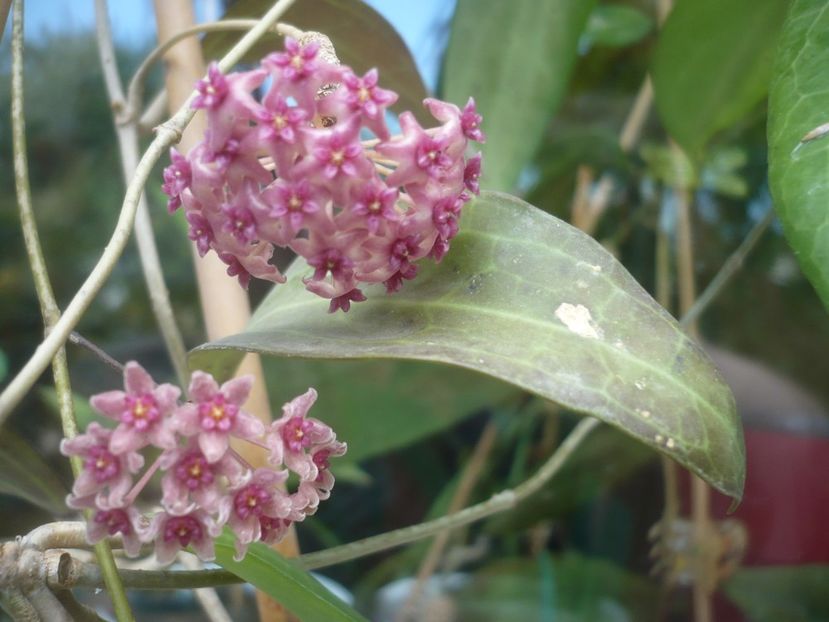 P1490366 - HOYA 2021-1