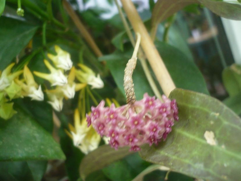P1490368 - HOYA 2021-1