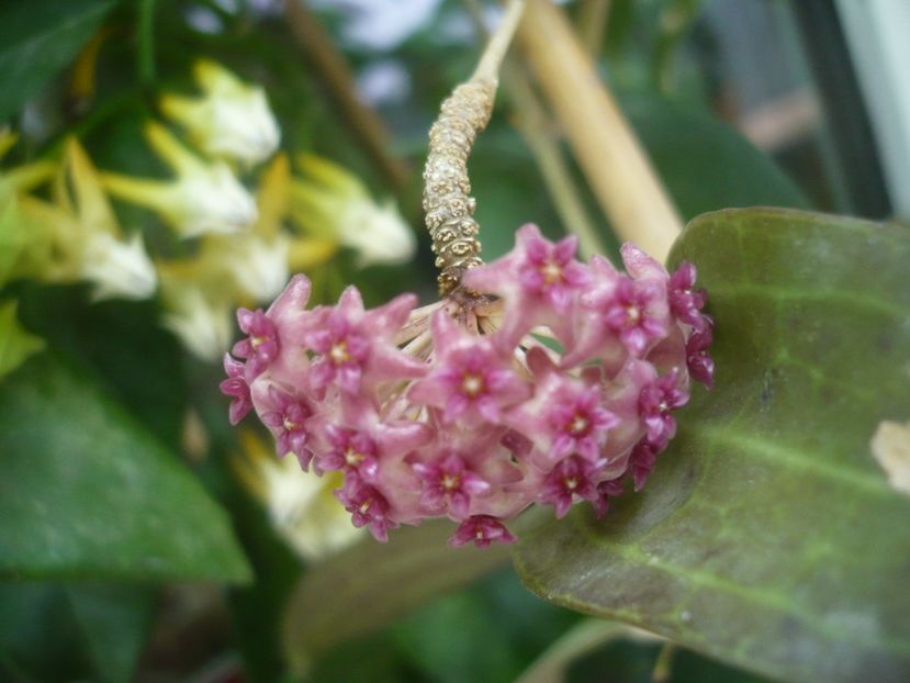 P1490369 - HOYA 2021-1