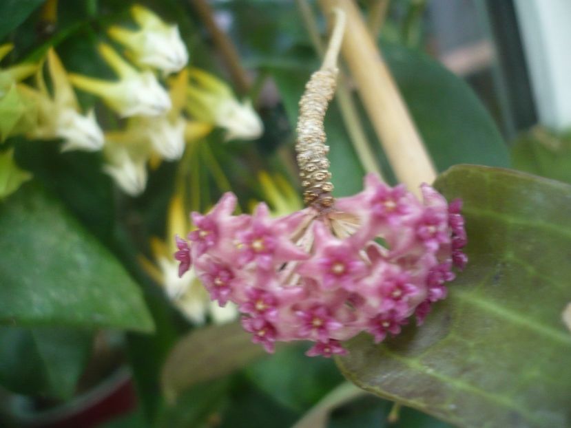 P1490370 - HOYA 2021-1