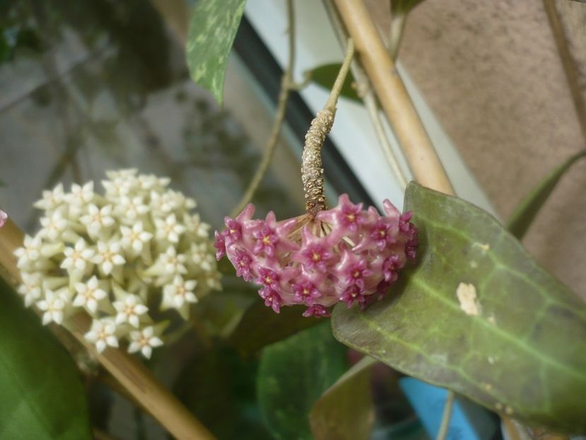 P1490372 - HOYA 2021-1