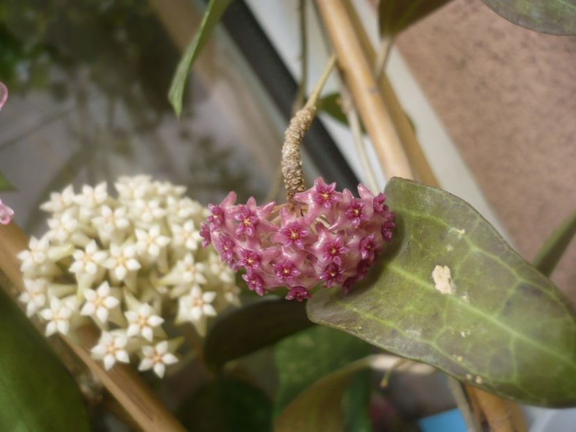 P1490373 - HOYA 2021-1