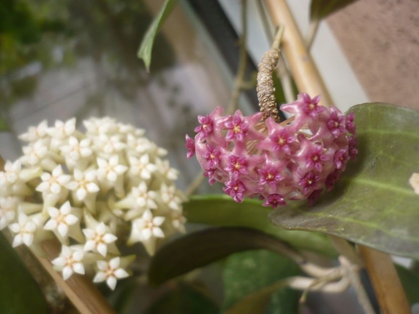 P1490374 - HOYA 2021-1