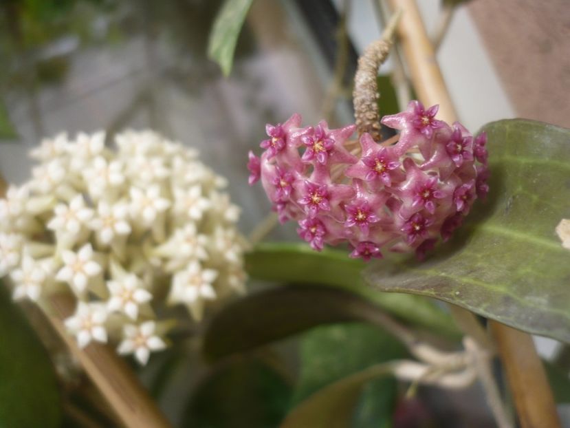 P1490375 - HOYA 2021-1